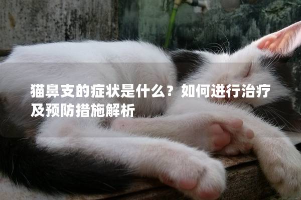 猫鼻支的症状是什么？如何进行治疗及预防措施解析