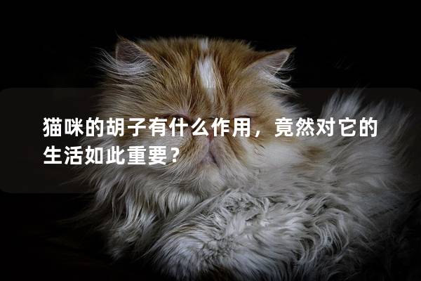 猫咪的胡子有什么作用，竟然对它的生活如此重要？