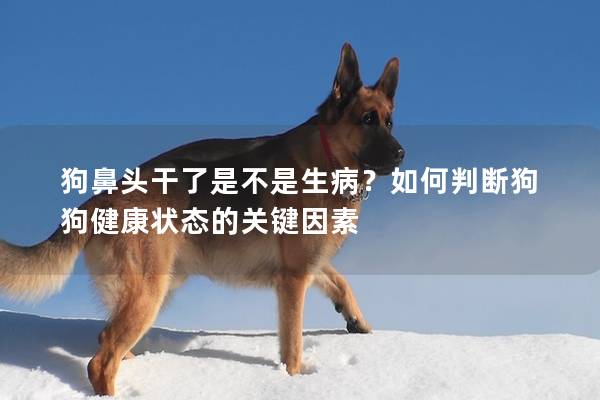 狗鼻头干了是不是生病？如何判断狗狗健康状态的关键因素