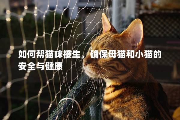 如何帮猫咪接生，确保母猫和小猫的安全与健康