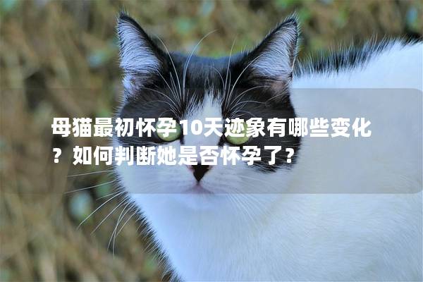 母猫最初怀孕10天迹象有哪些变化？如何判断她是否怀孕了？