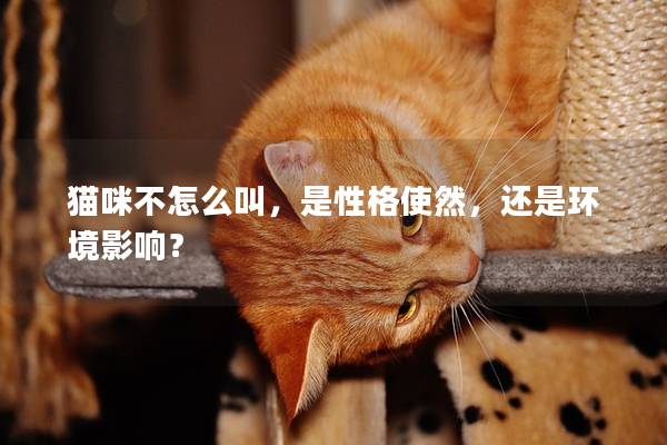 猫咪不怎么叫，是性格使然，还是环境影响？