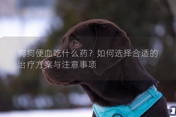 狗狗便血吃什么药？如何选择合适的治疗方案与注意事项