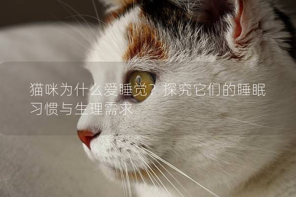 猫咪为什么爱睡觉？探究它们的睡眠习惯与生理需求