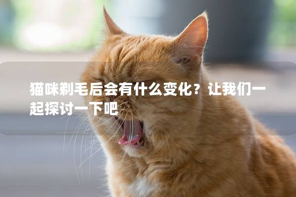 猫咪剃毛后会有什么变化？让我们一起探讨一下吧