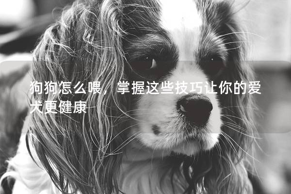 狗狗怎么喂，掌握这些技巧让你的爱犬更健康