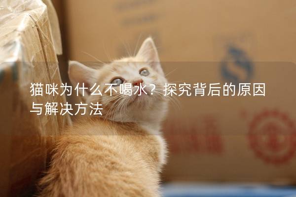 猫咪为什么不喝水？探究背后的原因与解决方法