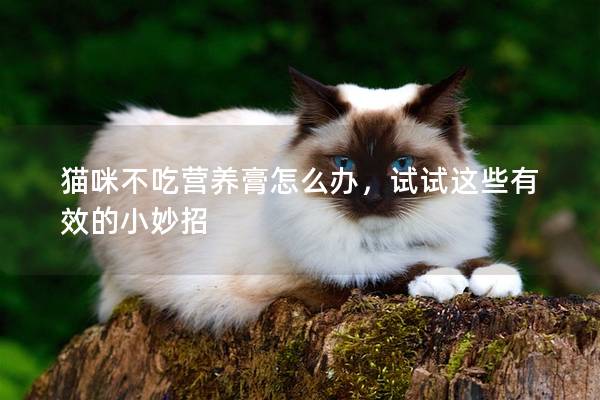 猫咪不吃营养膏怎么办，试试这些有效的小妙招