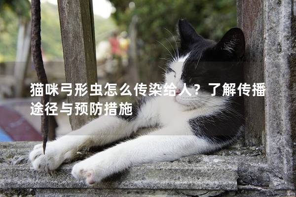 猫咪弓形虫怎么传染给人？了解传播途径与预防措施