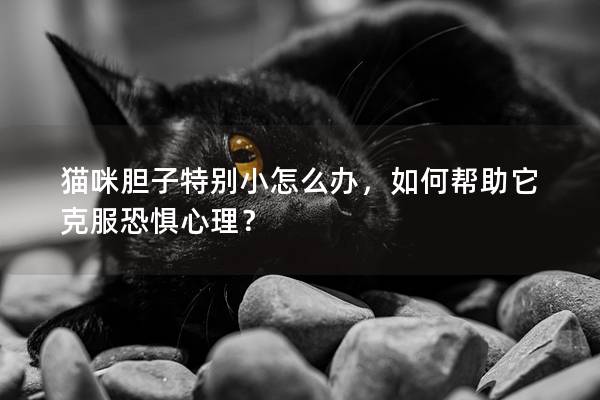 猫咪胆子特别小怎么办，如何帮助它克服恐惧心理？