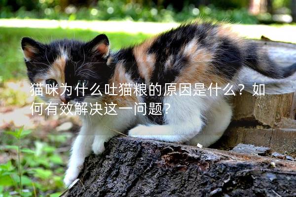 猫咪为什么吐猫粮的原因是什么？如何有效解决这一问题？