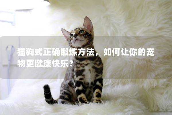 猫狗式正确锻炼方法，如何让你的宠物更健康快乐？