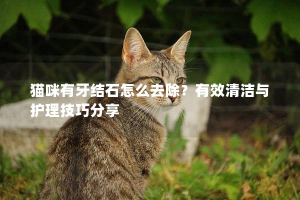 猫咪有牙结石怎么去除？有效清洁与护理技巧分享