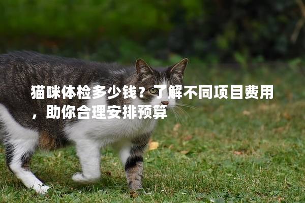 猫咪体检多少钱？了解不同项目费用，助你合理安排预算