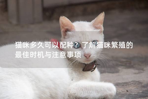 猫咪多久可以配种？了解猫咪繁殖的最佳时机与注意事项