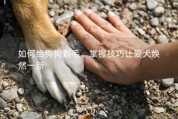 如何给狗狗剃毛，掌握技巧让爱犬焕然一新