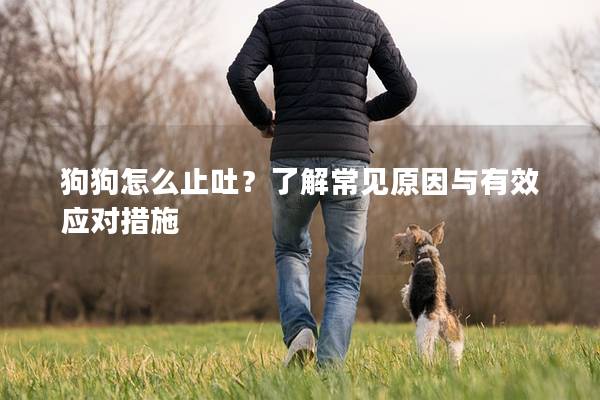 狗狗怎么止吐？了解常见原因与有效应对措施