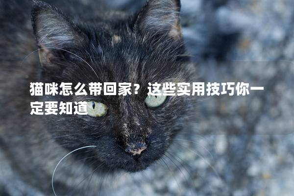 猫咪怎么带回家？这些实用技巧你一定要知道