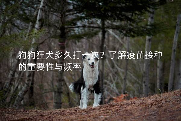 狗狗狂犬多久打一次？了解疫苗接种的重要性与频率