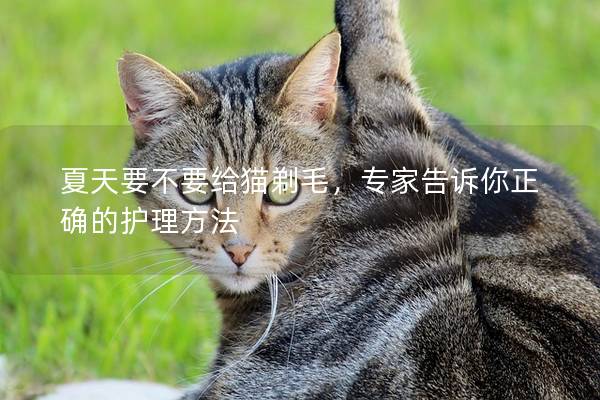 夏天要不要给猫剃毛，专家告诉你正确的护理方法