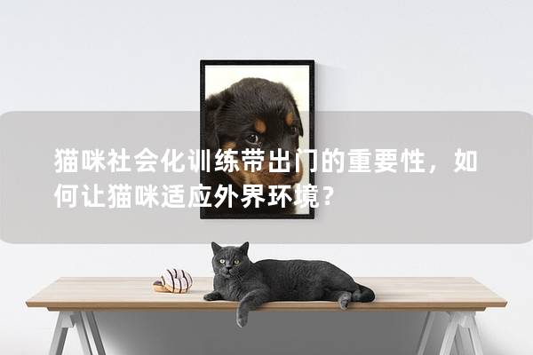 猫咪社会化训练带出门的重要性，如何让猫咪适应外界环境？