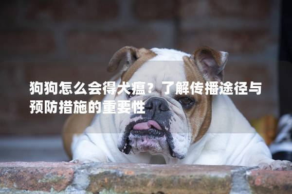 狗狗怎么会得犬瘟？了解传播途径与预防措施的重要性