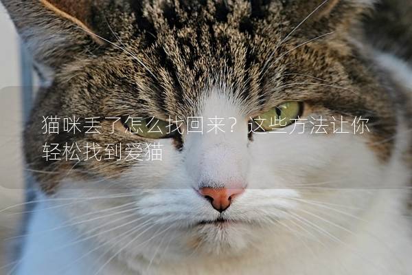 猫咪丢了怎么找回来？这些方法让你轻松找到爱猫