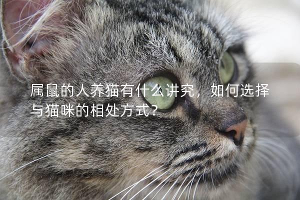 属鼠的人养猫有什么讲究，如何选择与猫咪的相处方式？