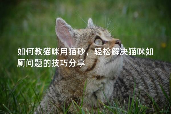 如何教猫咪用猫砂，轻松解决猫咪如厕问题的技巧分享