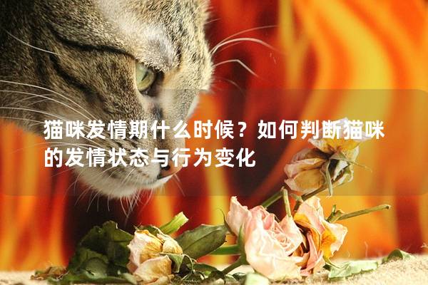 猫咪发情期什么时候？如何判断猫咪的发情状态与行为变化