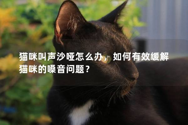 猫咪叫声沙哑怎么办，如何有效缓解猫咪的嗓音问题？