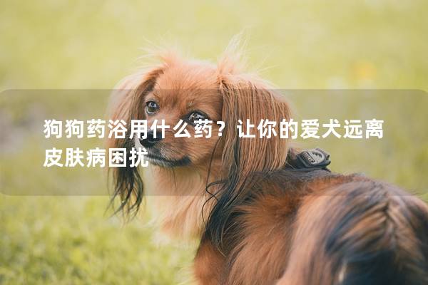 狗狗药浴用什么药？让你的爱犬远离皮肤病困扰