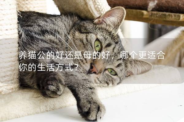 养猫公的好还是母的好，哪个更适合你的生活方式？