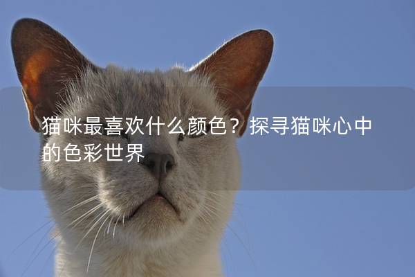 猫咪最喜欢什么颜色？探寻猫咪心中的色彩世界