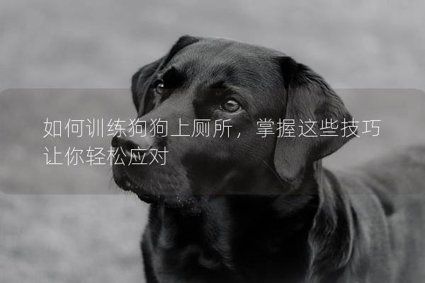 如何训练狗狗上厕所，掌握这些技巧让你轻松应对