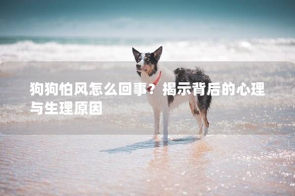 狗狗怕风怎么回事？揭示背后的心理与生理原因