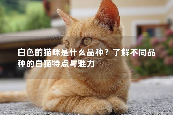 白色的猫咪是什么品种？了解不同品种的白猫特点与魅力