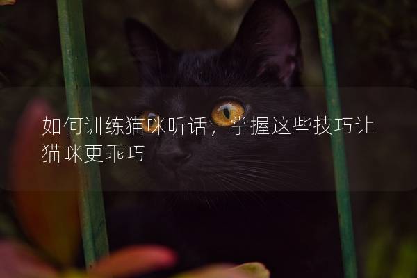 如何训练猫咪听话，掌握这些技巧让猫咪更乖巧