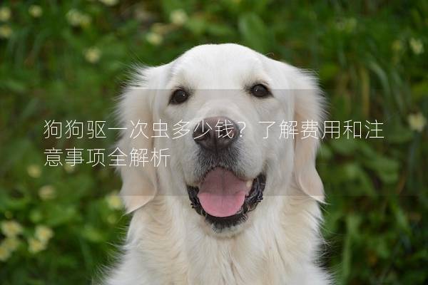 狗狗驱一次虫多少钱？了解费用和注意事项全解析