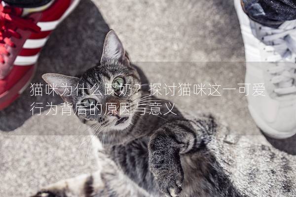 猫咪为什么踩奶？探讨猫咪这一可爱行为背后的原因与意义