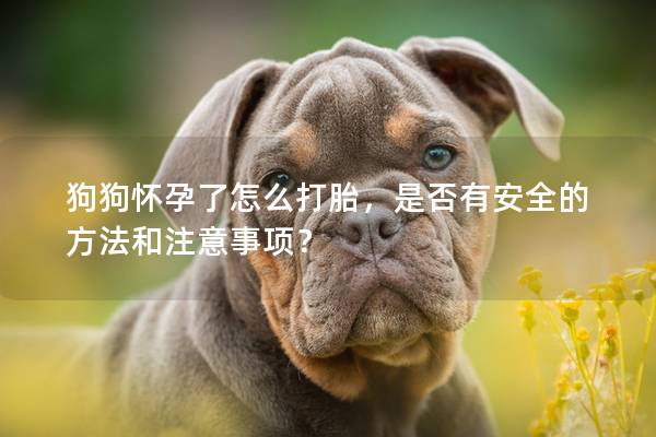 狗狗怀孕了怎么打胎，是否有安全的方法和注意事项？