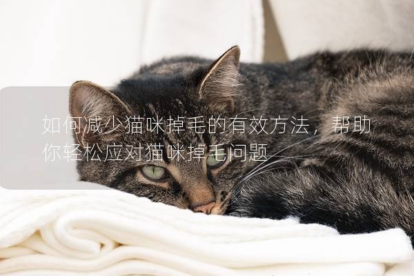 如何减少猫咪掉毛的有效方法，帮助你轻松应对猫咪掉毛问题