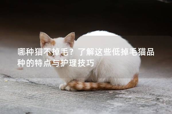 哪种猫不掉毛？了解这些低掉毛猫品种的特点与护理技巧