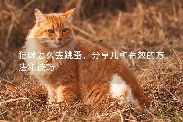 猫咪怎么去跳蚤，分享几种有效的方法和技巧