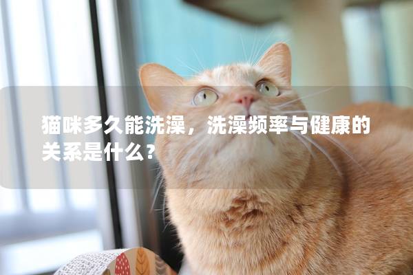 猫咪多久能洗澡，洗澡频率与健康的关系是什么？