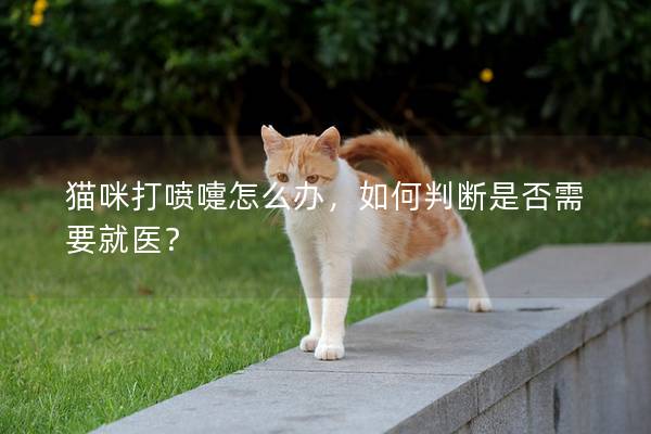 猫咪打喷嚏怎么办，如何判断是否需要就医？