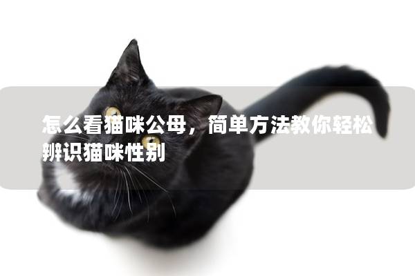 怎么看猫咪公母，简单方法教你轻松辨识猫咪性别