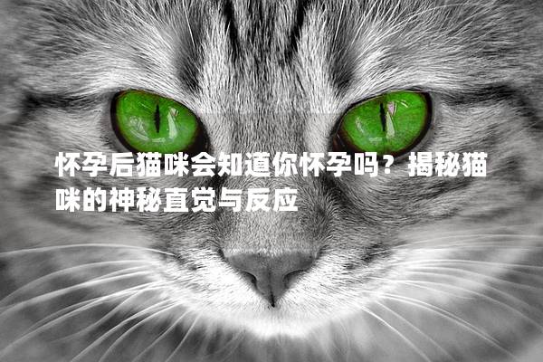 怀孕后猫咪会知道你怀孕吗？揭秘猫咪的神秘直觉与反应