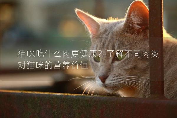 猫咪吃什么肉更健康？了解不同肉类对猫咪的营养价值