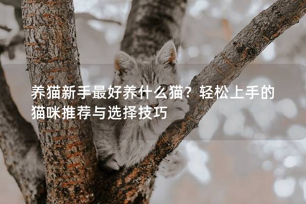 养猫新手最好养什么猫？轻松上手的猫咪推荐与选择技巧